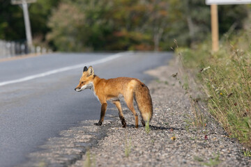 Red fox stepping onto a road in Algonquin Provincial Park Ontario Canada