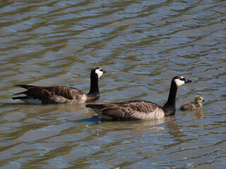 goose, canadian, Branta canadensis, floating, water, pond, city