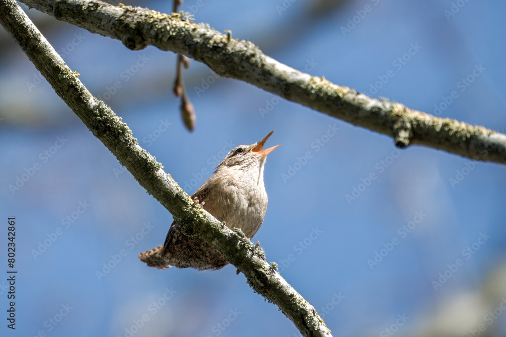 Wall mural  Wren Troglodytes troglodytes perched on a branch singing with blue sky in the background