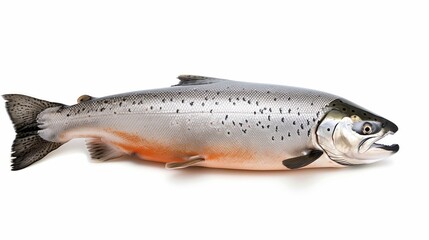 Obraz premium salmon fish isolated over white background