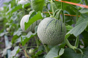 Row of patterned melons with intricate patterns hanging from vines in a greenhouse, melon growing