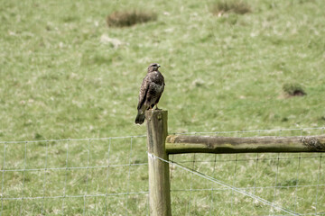 the common buzzard a medium to large bird of prey perched on a fence post