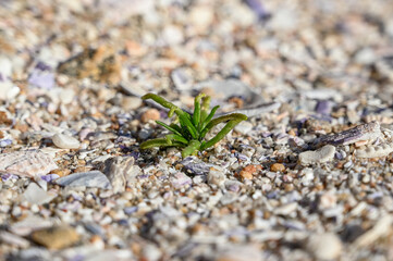Tiny succulent plant growing on a bed of crushed seashells and rocks