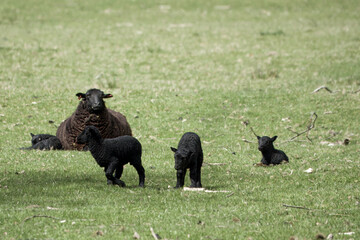 black sheep ewe with cute young lambs - obrazy, fototapety, plakaty