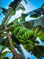 fresh green banana field in india.Branch of bananas on a tree. Fresh green bananas fruit growing on...