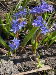 purple crocus flowers