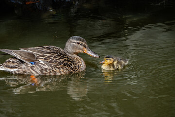 Mother duck with duckling face to face in pond