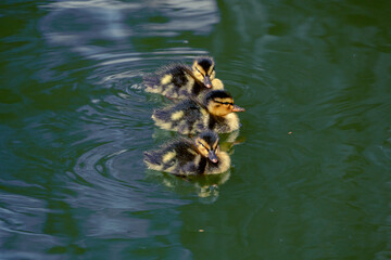 Three ducklings in a row swimming in a pond