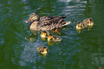 Mother duck with baby ducklings swimming in a pond
