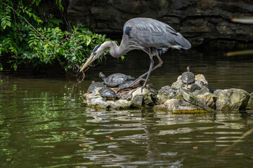 Great blue heron looking for fish in the pond, lifting one leg and surrounded by turtles