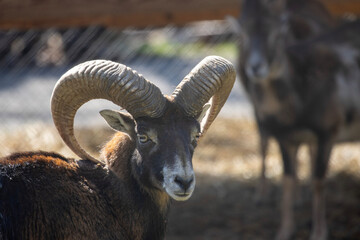 The mouflon, or European wild sheep (Ovis ammon musimon), is known for its impressive, spiral...