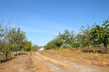 A dirt road with trees on either side of it