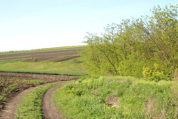 A dirt road with trees on either side of it