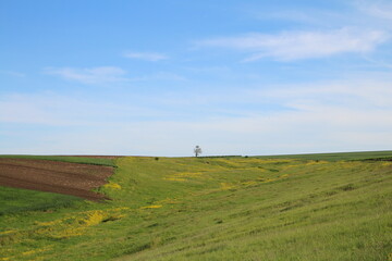 A grassy field with a tree in the distance