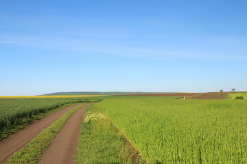 A dirt road through a green field