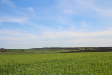 A field of green grass