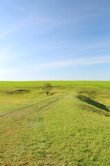 A field with grass and trees