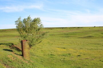 A tree in a field