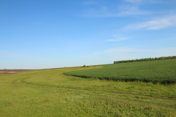 Obraz premium A green field with a blue sky
