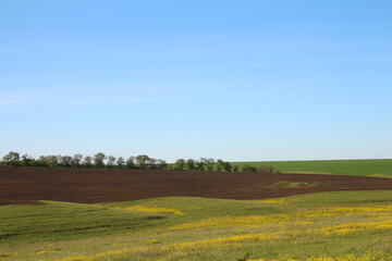 Fototapeta premium A field with grass and trees