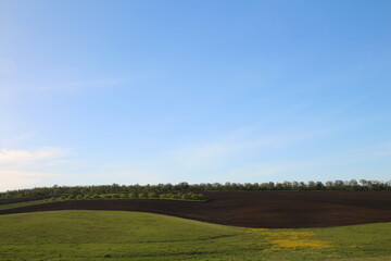 A field with trees and blue sky
