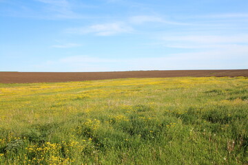 A field of yellow flowers