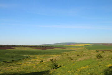 A field with grass and blue sky