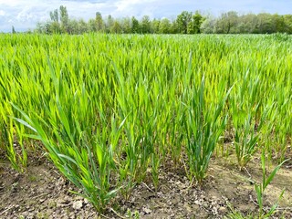 Obraz premium Champ de céréales au printemps