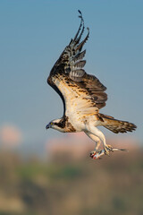 osprey in flight with fish catch