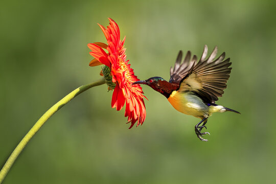 Purple rumped sunbird hovering on gerbera flower