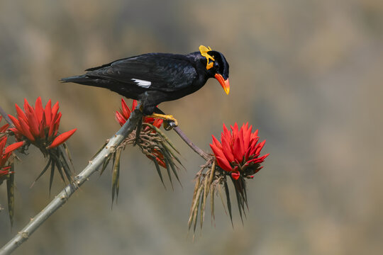 Lesser hill mayna in coral flower