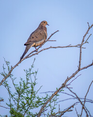 Dove on a branch