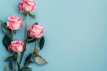 Fototapeta premium pink roses on a light blue background with copy space for text. mockup, valentines day, mothers Day, women's Day concept, flat lay, top view, copy space, anniversary