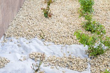 Laying white geotextile and pebbles on a decorative flowerbed in the garden.