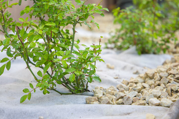 Rose bush in the garden with pebbles and white geotextile on the ground.