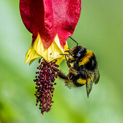 bee on a flower