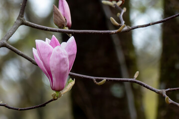 春の公園で紫色のモクレンが咲く　滋賀県大津市
