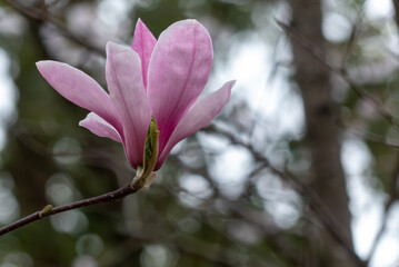 春の公園で紫色のモクレンが咲く　滋賀県大津市