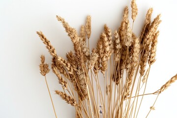 Fototapeta premium A bundle of dry wheat stalks stands against a pure white background symbolizing harvest, agriculture, and natural food ingredients