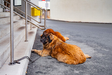 Two giant Leonberger dogs waiting. guide dogs and partners