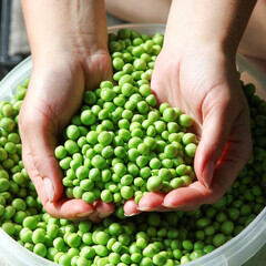 A Green peas in hands on nature in garden background