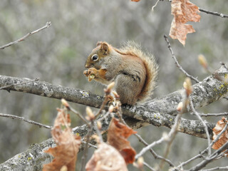 Red Squirrel munching on some brand new buds