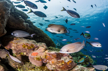 Underwater view of the coral reef. Life in tropical waters.
