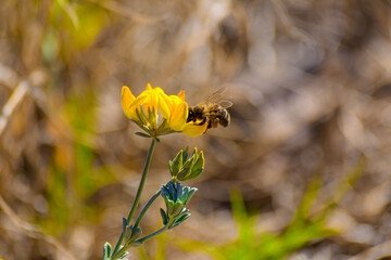 Abeja extrayendo polen de una Lotus pedunculatus
