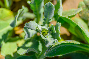 Centaurea seridis © David