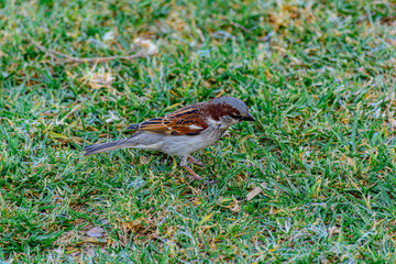 Gorrión comiendo 