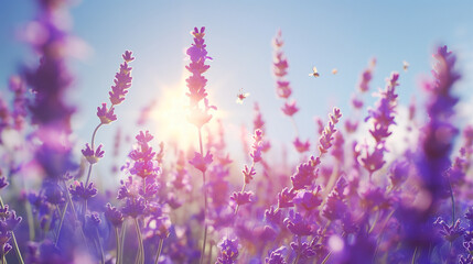 Naklejka premium Serene Lavender Field at Sunset with Clear Sky