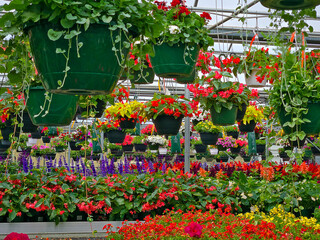 Obraz premium Variety of hanging potted plants in a greenhouse