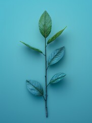 Single Green Leaf on Blue Background