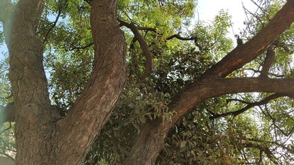 Obraz premium Green tall tree and its textured wooden stem tree and branches lush green leafy background and hard wood texture stem